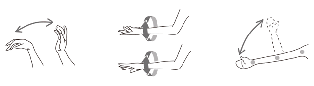 Lower arms and wrists