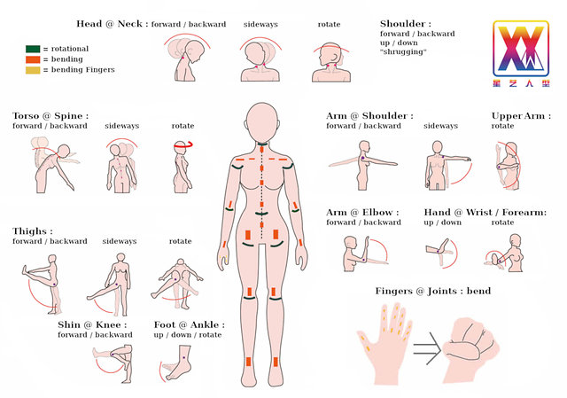 Xycolo - Joints / Movements (as of 10/2019)